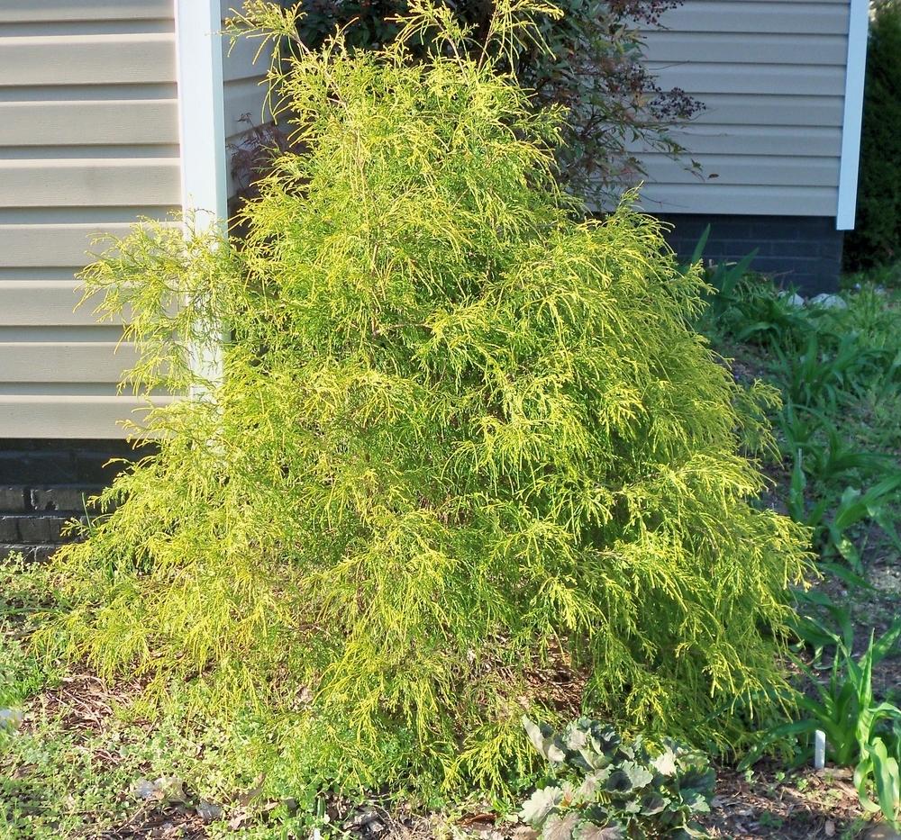 Photo of Sawara Cypress (Chamaecyparis pisifera 'Golden Mop') uploaded by virginiarose