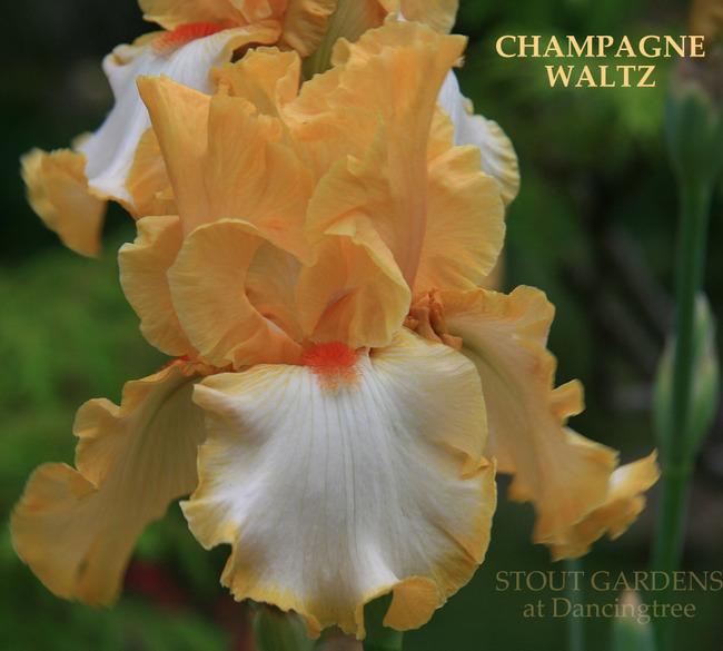 Photo of Tall Bearded Iris (Iris 'Champagne Waltz') uploaded by Calif_Sue
