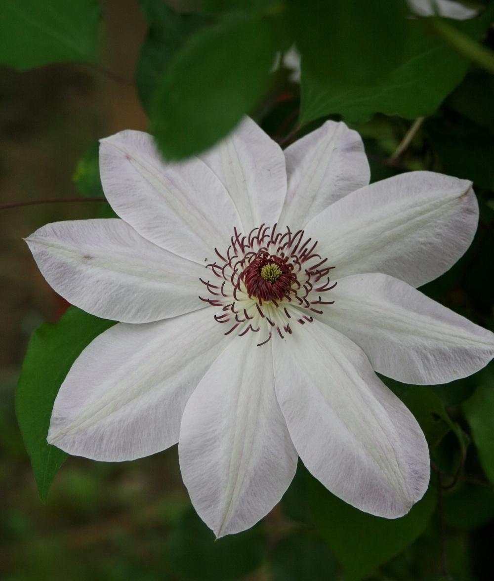 Photo of Clematis 'Dawn' uploaded by Calif_Sue