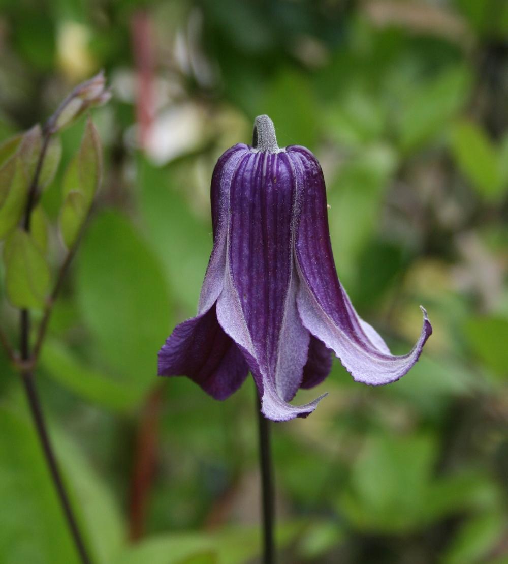 Photo of Clematis 'Roguchi' uploaded by Calif_Sue