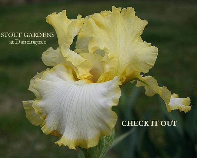 Photo of Tall Bearded Iris (Iris 'Check It Out') uploaded by Calif_Sue