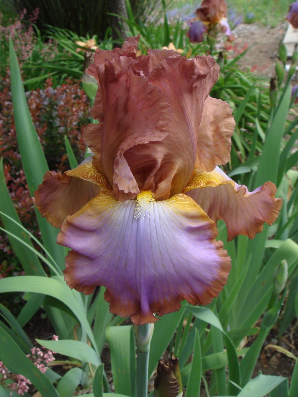 Photo of Tall Bearded Iris (Iris 'Competitive Edge') uploaded by Henhouse