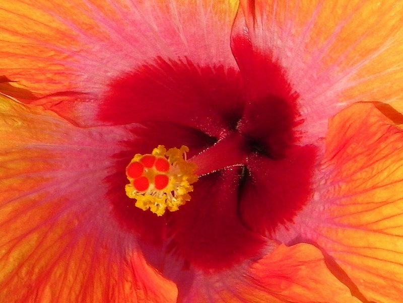 Photo of Tropical Hibiscus (Hibiscus rosa-sinensis 'Cosmic Dancer') uploaded by Justin