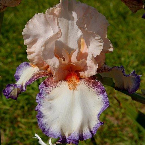 Photo of Tall Bearded Iris (Iris 'Lumarco') uploaded by Misawa77
