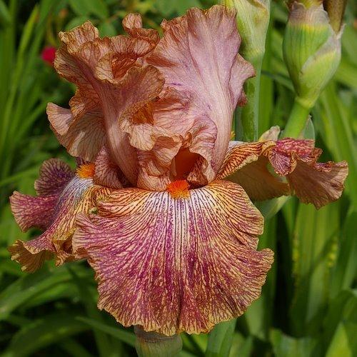 Photo of Tall Bearded Iris (Iris 'Cocktail') uploaded by Misawa77