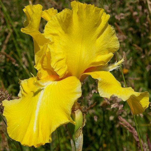 Photo of Tall Bearded Iris (Iris 'Grand Canari') uploaded by Misawa77