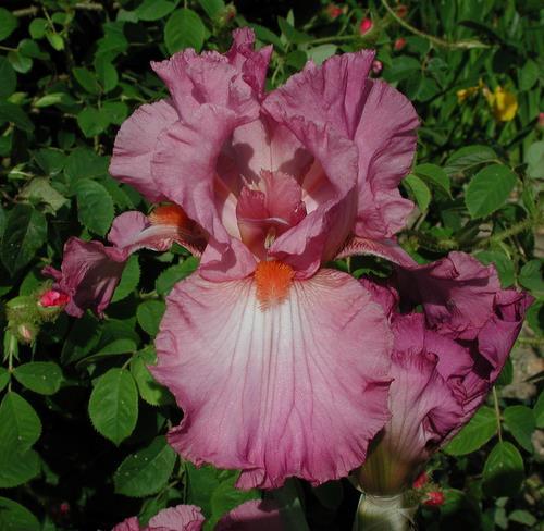 Photo of Tall Bearded Iris (Iris 'Hortensia Rose') uploaded by Misawa77