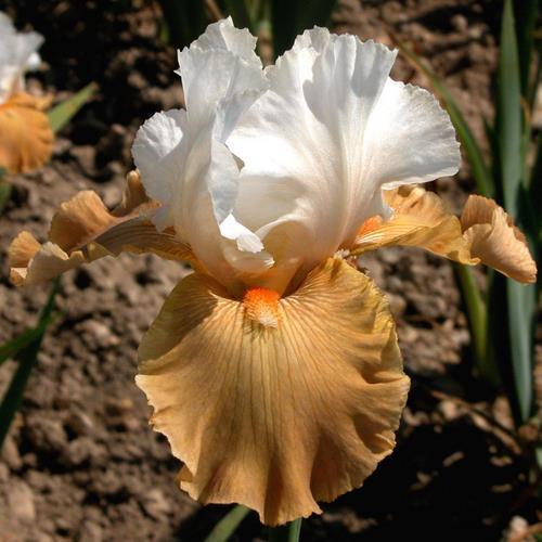 Photo of Tall Bearded Iris (Iris 'Château d'Auvers sur Oise') uploaded by Misawa77