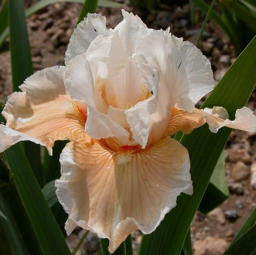 Photo of Tall Bearded Iris (Iris 'Douce Réverie') uploaded by Misawa77