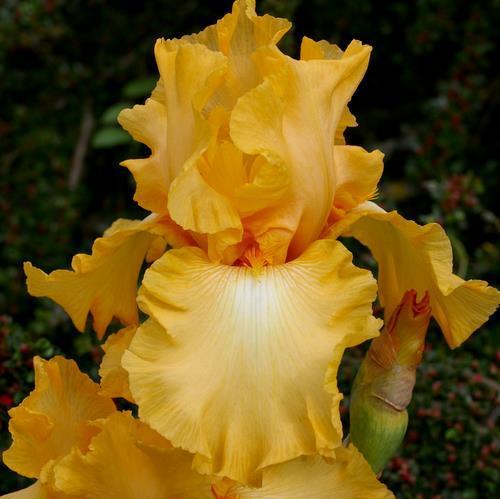 Photo of Tall Bearded Iris (Iris 'Peau de Pêche') uploaded by Misawa77