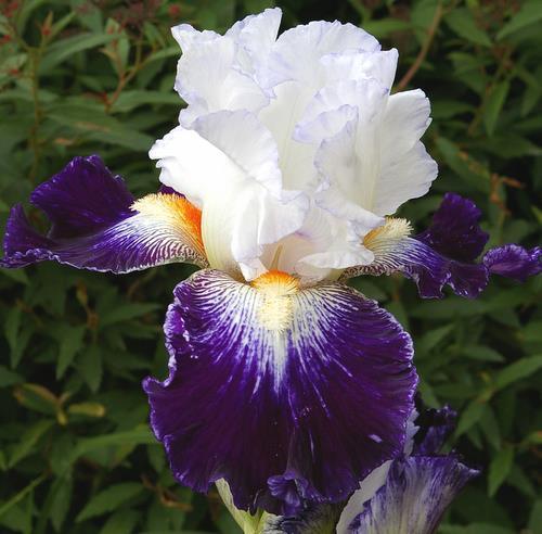 Photo of Tall Bearded Iris (Iris 'Sortilège') uploaded by Misawa77