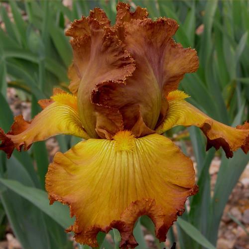 Photo of Tall Bearded Iris (Iris 'Tabac Blond') uploaded by Misawa77