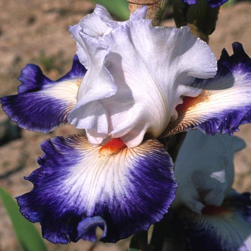 Photo of Tall Bearded Iris (Iris 'Cercle Bleu') uploaded by Misawa77