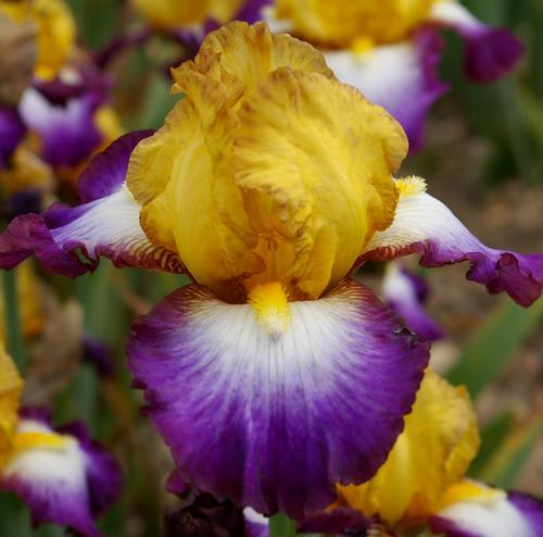 Photo of Tall Bearded Iris (Iris 'Gérard Brière') uploaded by Misawa77