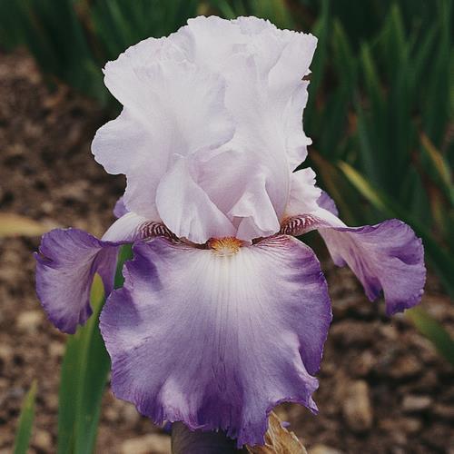 Photo of Tall Bearded Iris (Iris 'Astrid Cayeux') uploaded by Misawa77