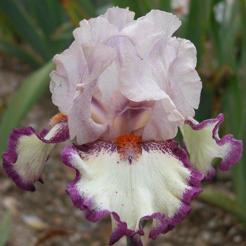 Photo of Tall Bearded Iris (Iris 'Clownerie') uploaded by Misawa77