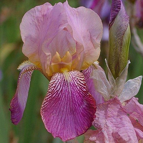 Photo of Tall Bearded Iris (Iris 'Frivolité') uploaded by Misawa77