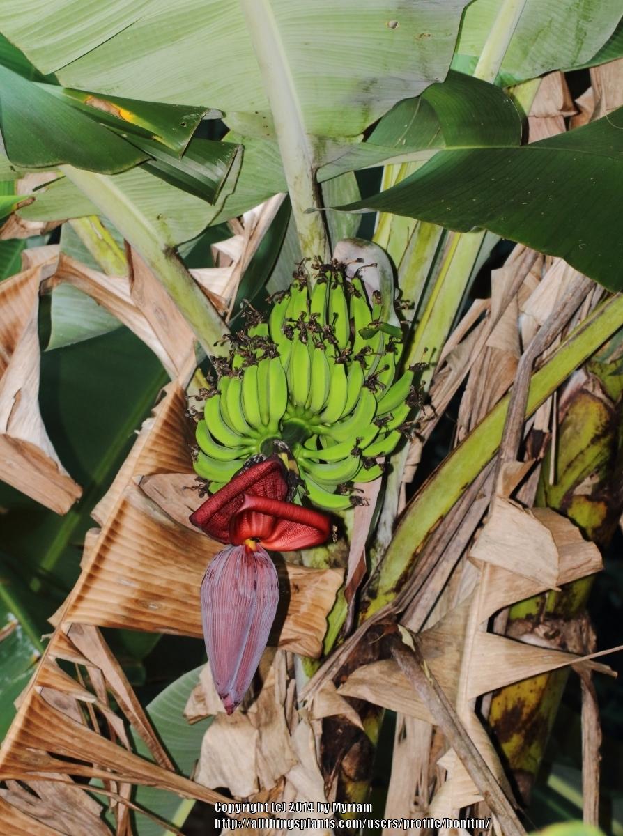 Photo of Banana (Musa x paradisiaca 'Prata') uploaded by bonitin