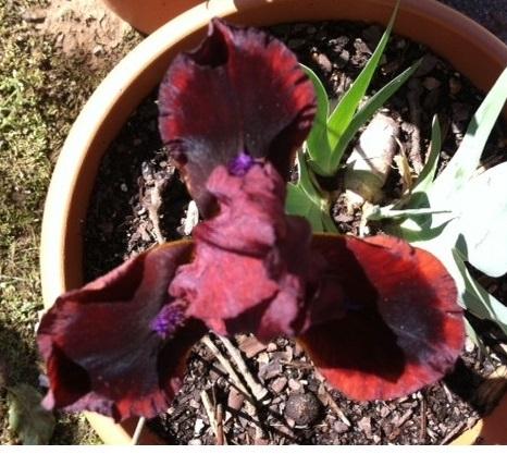 Photo of Standard Dwarf Bearded Iris (Iris 'Snugglebug') uploaded by grannysgarden