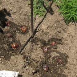 Location: Rose garden
Date: 2007-0520
Thirteen bulbs planted.