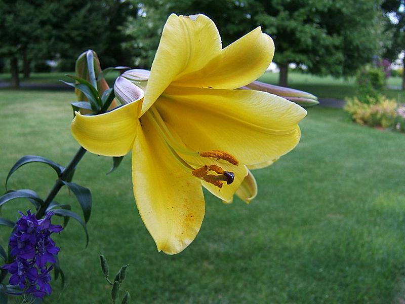 Photo of Lily (Lilium Golden Splendor) uploaded by pirl