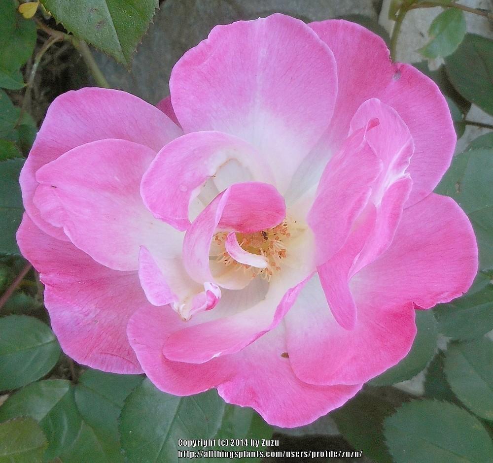 Photo of Rose (Rosa 'Erfurt') uploaded by zuzu