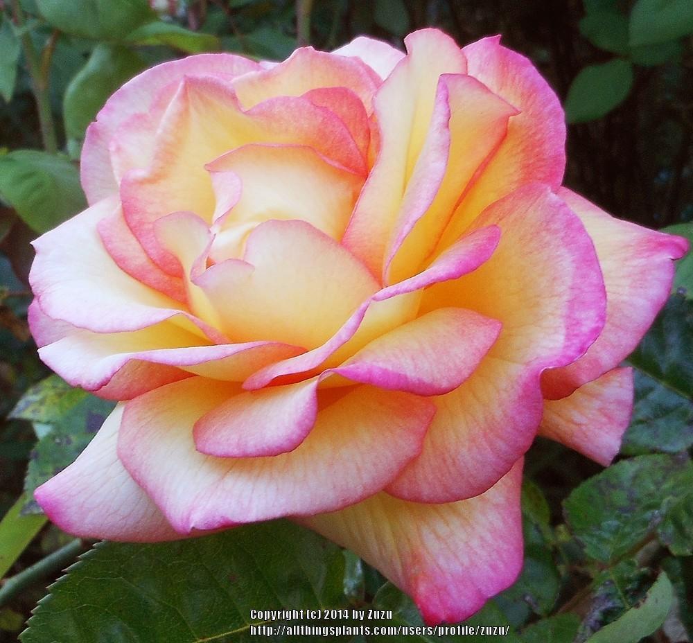 Photo of Floribunda Rose (Rosa 'Sheila's Perfume') uploaded by zuzu
