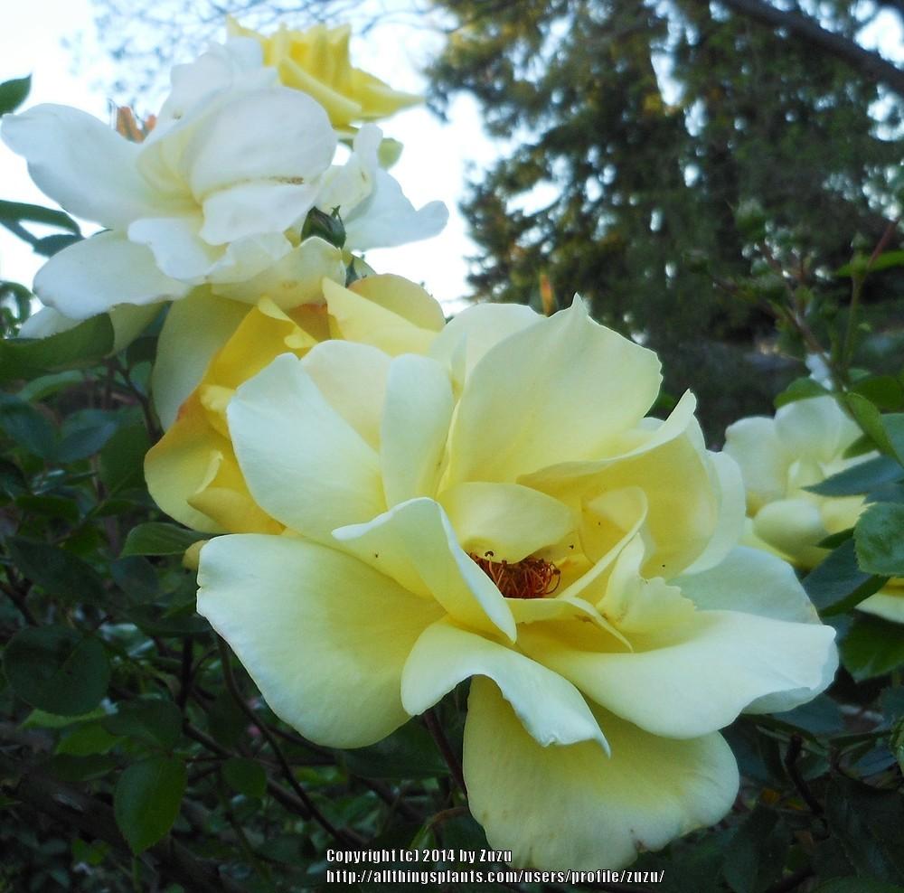 Photo of Rose (Rosa 'Golden Showers') uploaded by zuzu