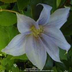Location: In my Northern California garden
Date: 2014-04-13