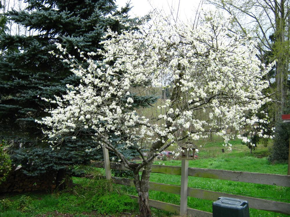 Photo of Dwarf Plum (Prunus domestica 'Stanley') uploaded by Bonehead