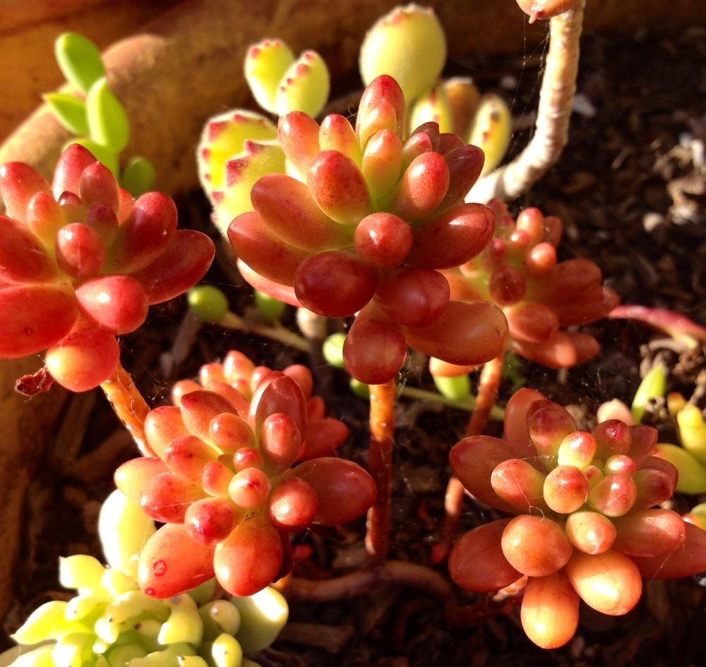 Photo of Jelly Bean (Sedum x rubrotinctum) uploaded by Ecograndma