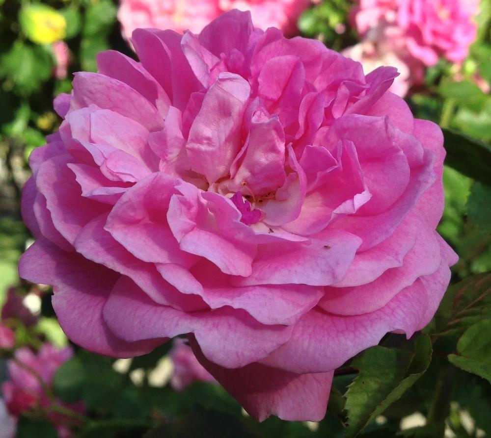 Photo of Rose (Rosa 'Lavender Lassie') uploaded by HamiltonSquare