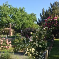 Location: Historic Rose Garden, Historic City Cemetery, Sacramento CA. 
Date: 2014-04-15
Just a small portion of the heritage roses in the Historic Rose G