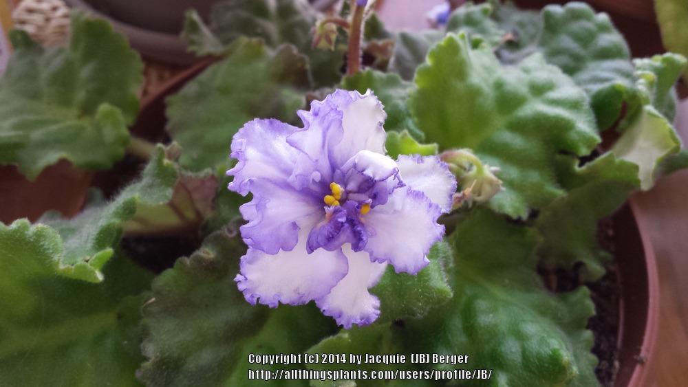 Photo of African Violet (Streptocarpus 'Ma's Ching Dynasty') uploaded by JB