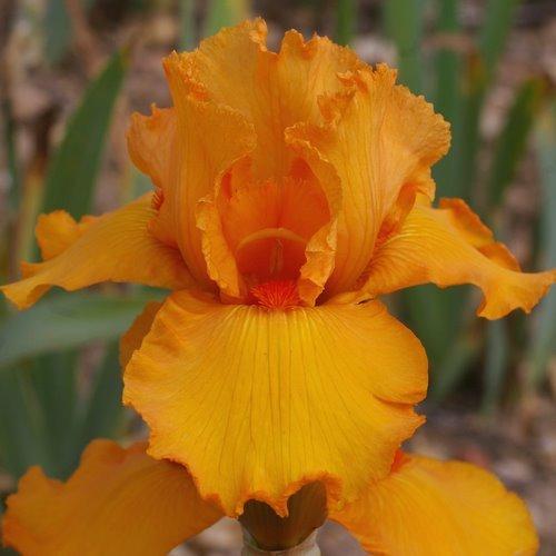 Photo of Border Bearded Iris (Iris 'Poil de Carotte') uploaded by Misawa77