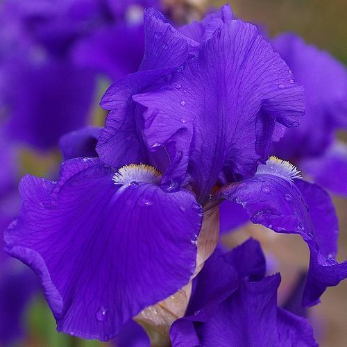 Photo of Tall Bearded Iris (Iris 'Bleu de Gien') uploaded by Misawa77