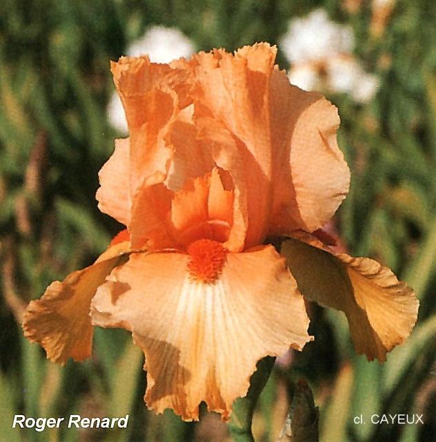 Photo of Tall Bearded Iris (Iris 'Roger Renard') uploaded by Misawa77