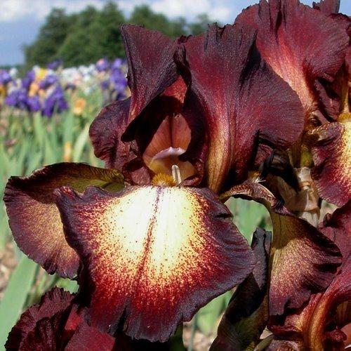 Photo of Tall Bearded Iris (Iris 'Provencal') uploaded by Misawa77