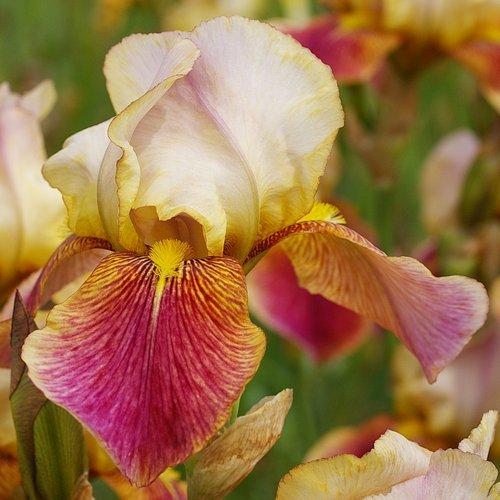 Photo of Tall Bearded Iris (Iris 'Paillasse') uploaded by Misawa77