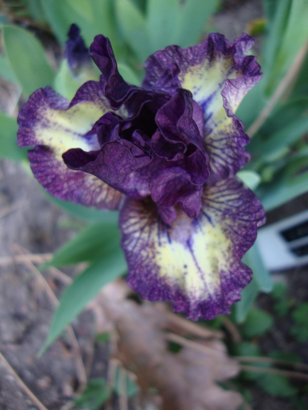Photo of Miniature Dwarf Bearded Iris (Iris 'Stripe Three') uploaded by Paul2032