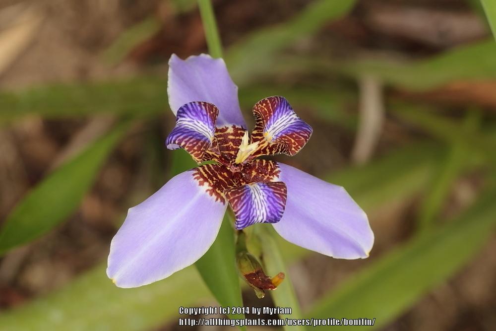 Photo of Walking Iris (Trimezia coerulea) uploaded by bonitin