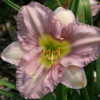 Courtesy of Oakes Daylilies. Used with Permission.