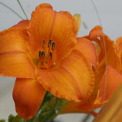 
Date: 2010-07-30
Courtesy of Oakes Daylilies. Used with Permission.
