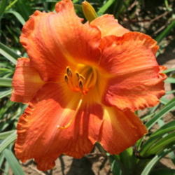 
Courtesy of Oakes Daylilies. Used with Permission.