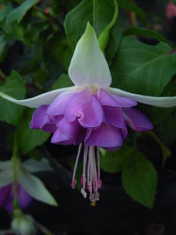 Photo of Fuchsia 'Florrie's Gem' uploaded by midnight21