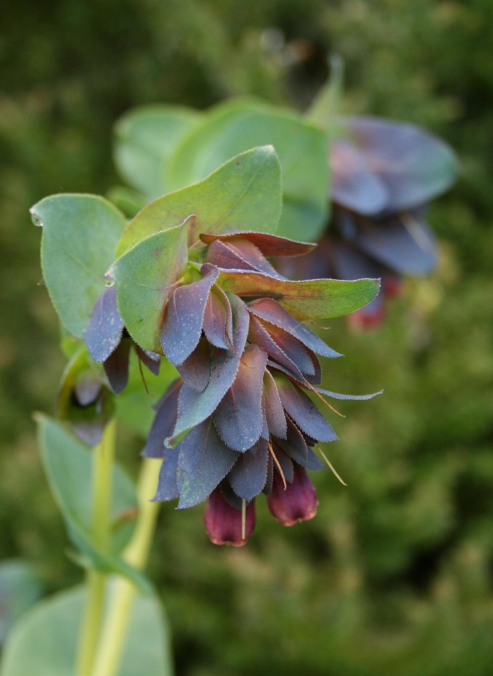 Photo of Honeywort (Cerinthe major subsp. purpurascens) uploaded by Calif_Sue