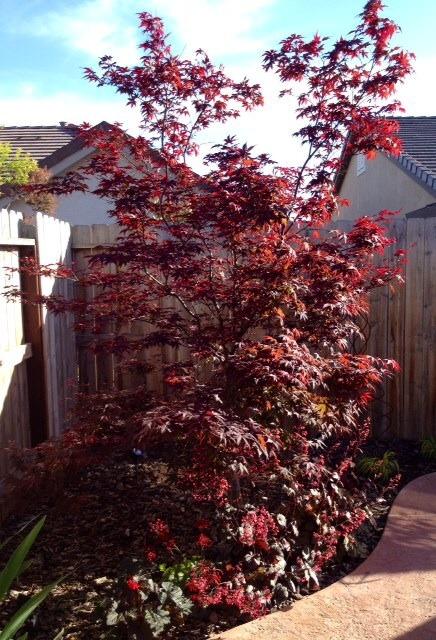 Photo of Japanese Maple (Acer palmatum var. amoenum 'Bloodgood') uploaded by Ecograndma