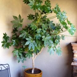 Location: In front yard porch.  Elk Grove, CA
Date: 2014-4-16
This was a 1gallon plant 10 years ago.  Getting a new pot this we