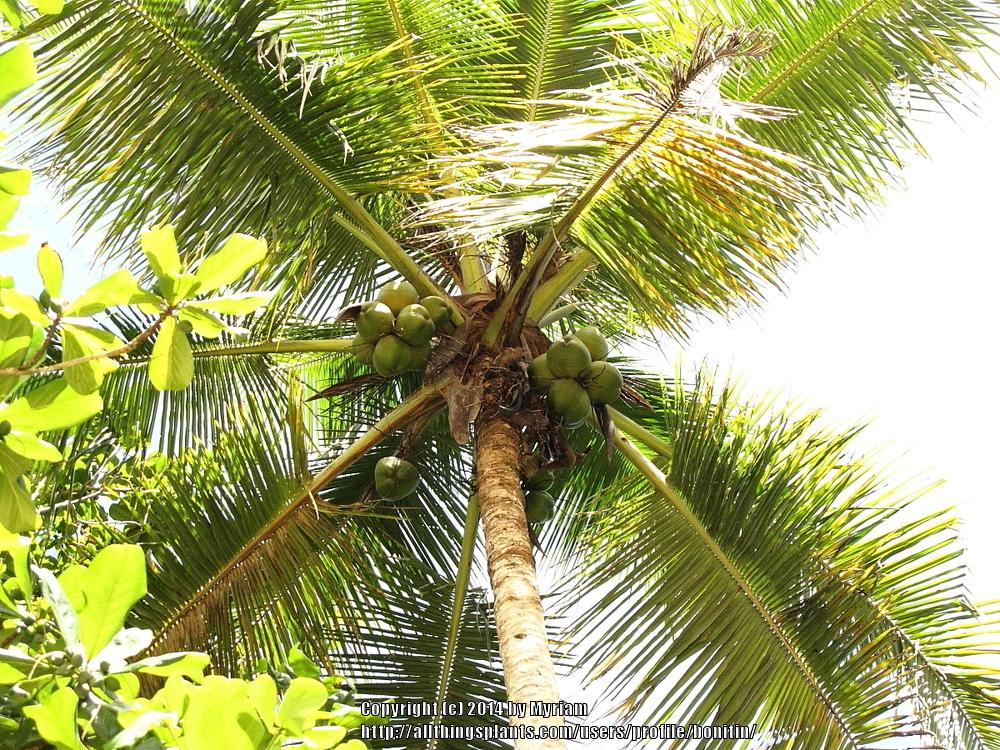 Photo of Coconut Palm (Cocos nucifera) uploaded by bonitin