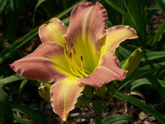 Photo of Daylily (Hemerocallis 'Simply Delirious') uploaded by chalyse